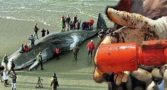 Encuentran una ballena muerta con 20 kilos de plástico en el estómago