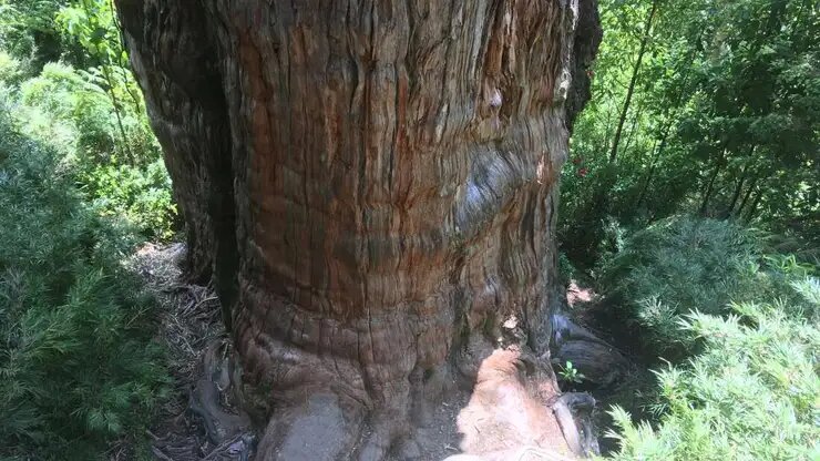 Un alerce, el árbol más viejo del mundo