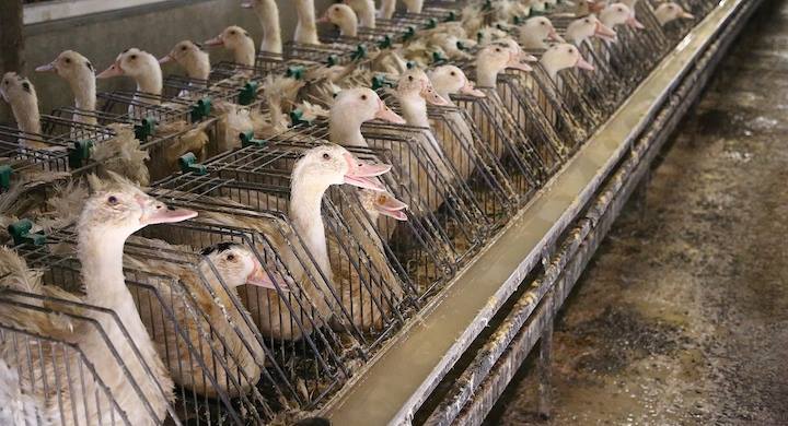 Contra el maltrato animal para hacer foie gras