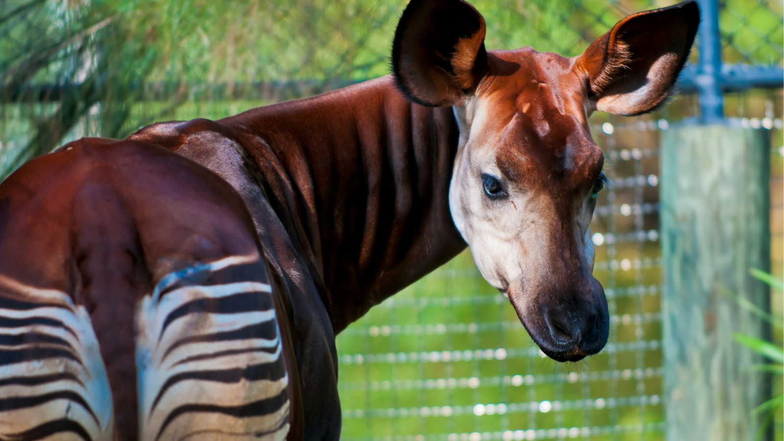 El okapi, especie en peligro de extinción